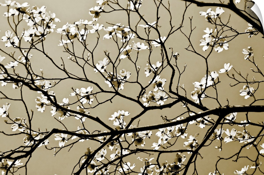 A close up of branches silhouetted against the sky with offshoots of new spring blossoms.