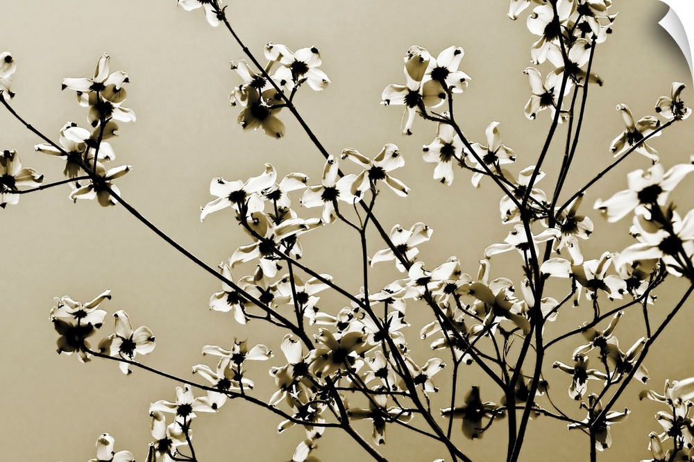 Large photograph centers on the budding branches of a tree against a bare background.