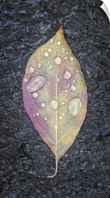 Dogwood Leaf & Rain II