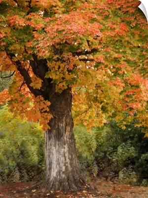 Fall Maple Fever I