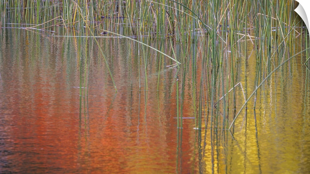 Fall colors reflected in a pond - Washington, Seabeck