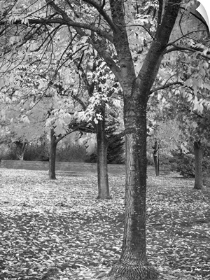 Fall Tree Grove I B