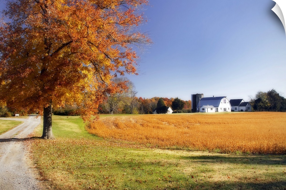 A farm house is photographed from a distance across an open field with a large autumn colored tree to the very left of the...