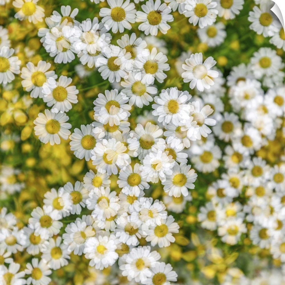 Fanciful Feverfew - A multiple exposure image.