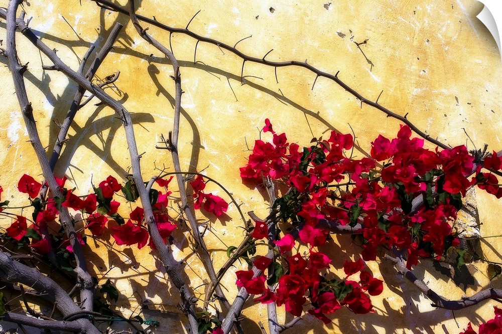 Photograph of a tree with flowers dotting its branches against a bright wall. Shadows of tree branches appear on the wall.