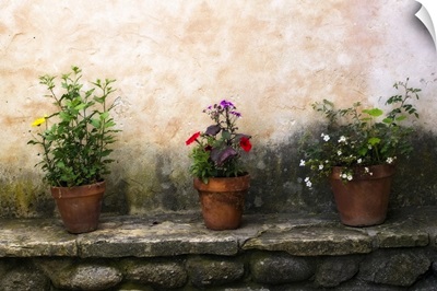Flowers on a Wall