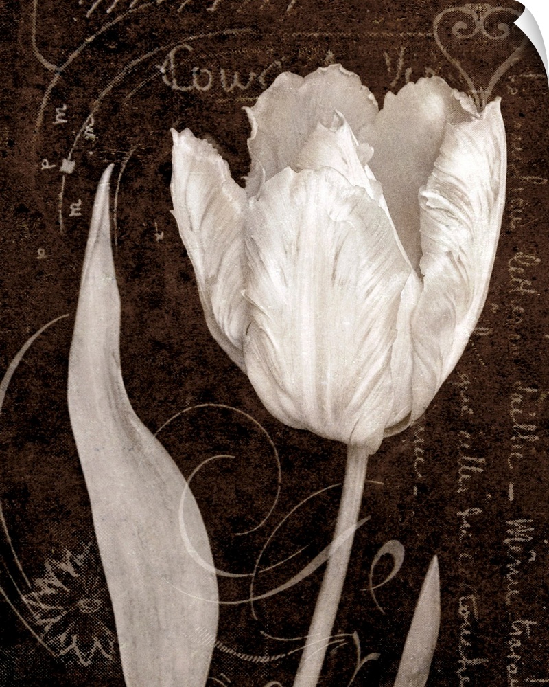 Giant monochromatic floral art accents a single tulip flower sitting in front of a slightly textured background with a few...
