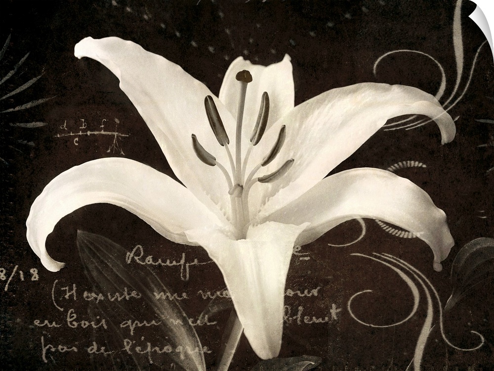 Huge monochromatic floral art incorporates a close-up of a flower surrounded by text and a variety of curved lines.