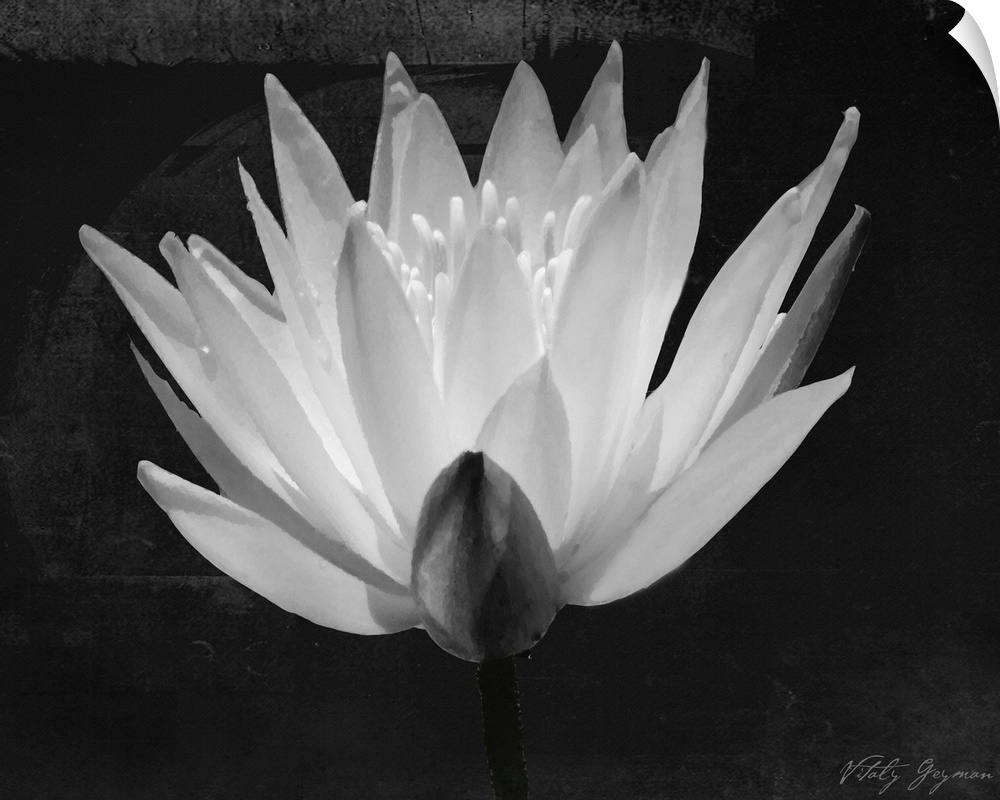 Glowing Lotus I