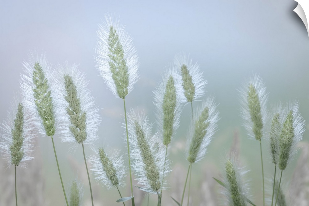 Grass seed-heads, Washington, Seabeck