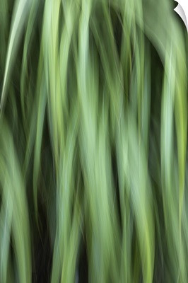 Grass Abstract