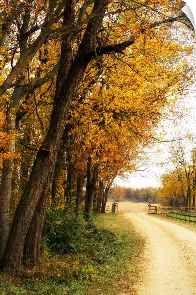 Big portrait photograph of a narrow dirt road running alongside partially bare trees with golden fall leaves, leading thro...
