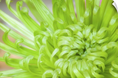 Green Chrysanthemum