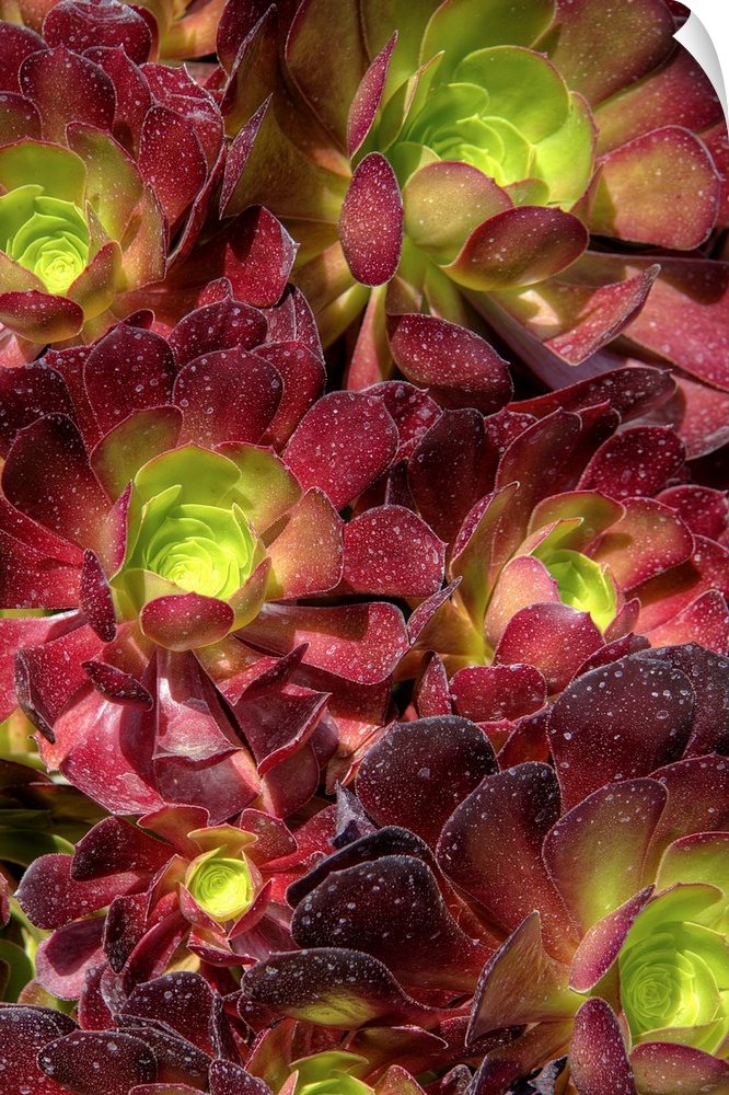A large group of red succulents with green centers.