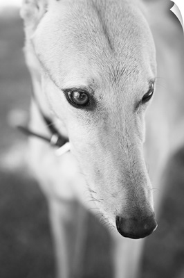 Greyhound, Black and White