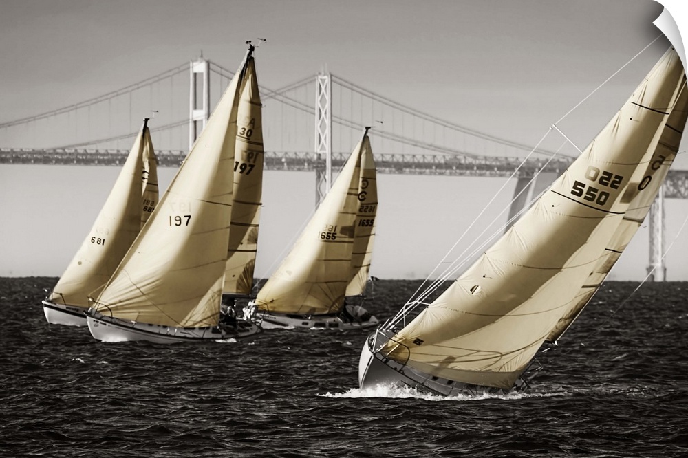 A group of sailboats on the water in Chesapeake Bay near a bridge.
