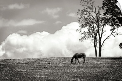Horses in the Clouds II