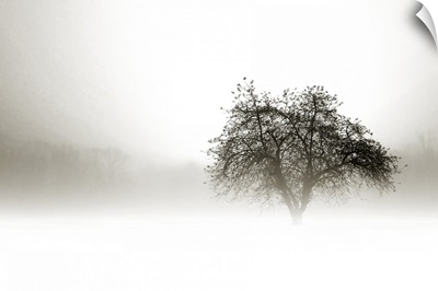 In the Mist I
