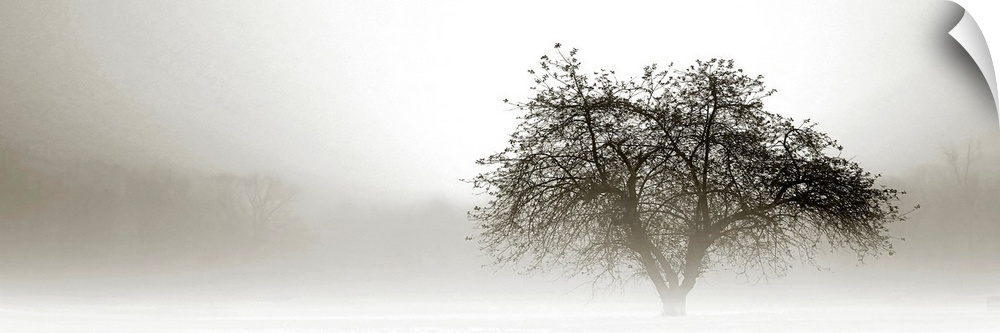 Panoramic photograph of tree silhouette in fog with barely visible forest in the distance.