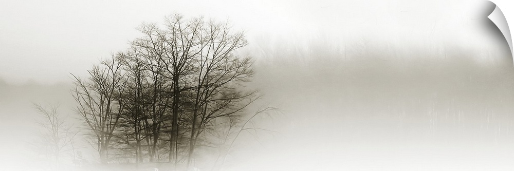 Eerie black-and-white panoramic photograph of the silhouettes of trees shrouded in fog.