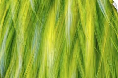 Japanese Forest Grass I