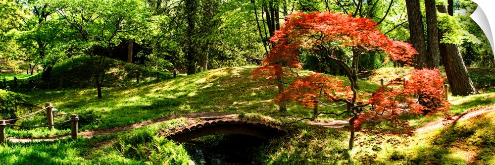 Panoramic photograph of a hilly Japanese garden with a red maple tree and a small foot bridge over a stream.