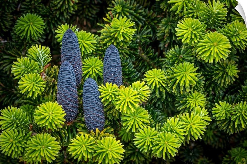 Korean spruce cones