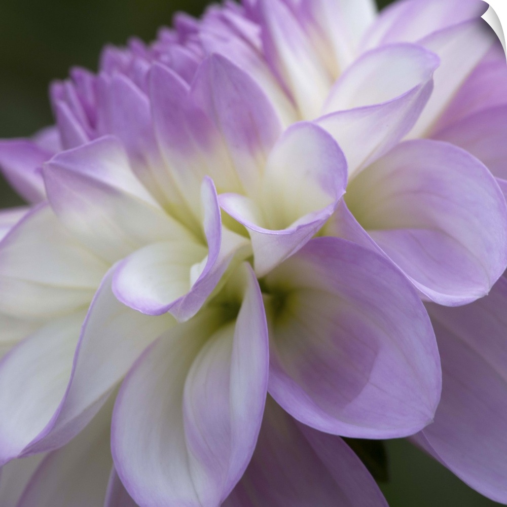 Close up photo of the purple petals of a dahlia flower.