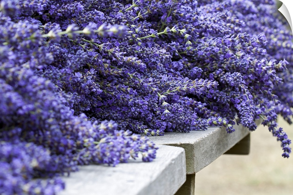 Oversized close up horizontal photograph of a large bunch of lavender lying on a stone surface after it has been harvested.