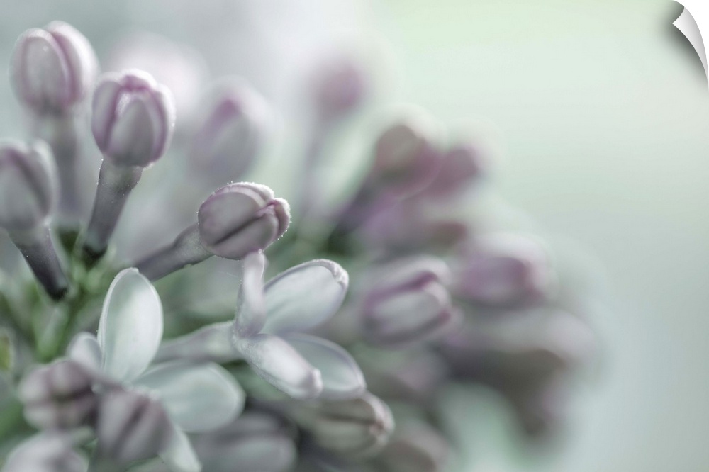 Close up image of a lilac flower in subtle grey tones.