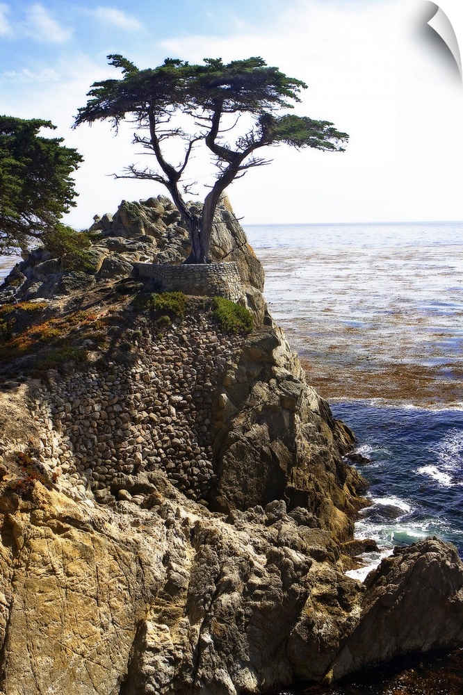 Portrait photograph on a large wall hanging, of a single cypress tree at the top of a rocky cliff that overlooks blue wate...