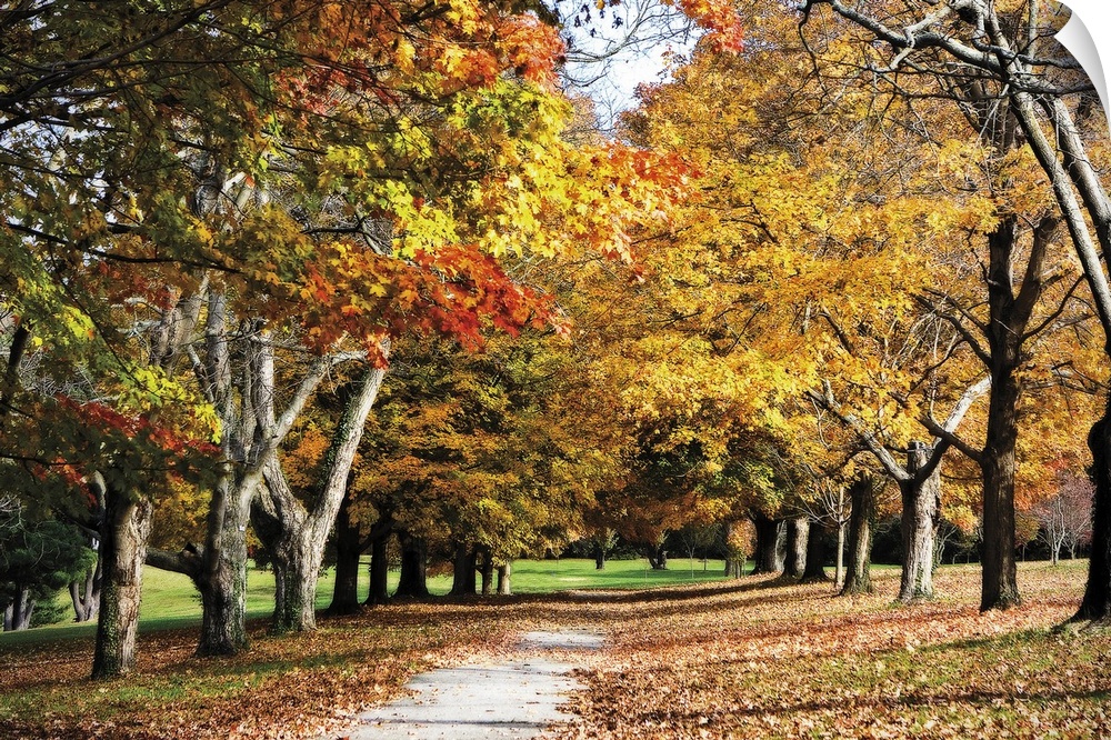 Canvas print of trees covered in fall foliage in a park with a path going through them and dead leaves on the ground.