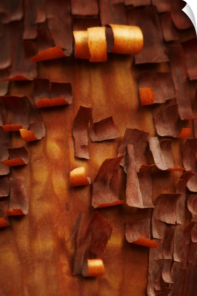 Portrait, close up photograph of many small pieces of bark, curling as they peel away from a Menzanita tree.