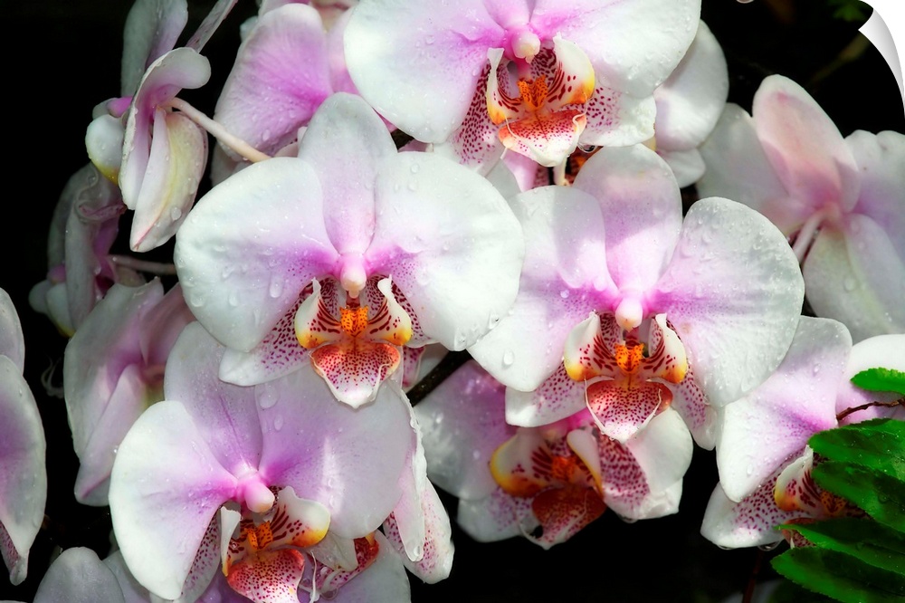Moth Orchids 1