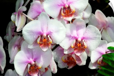 Moth Orchids I