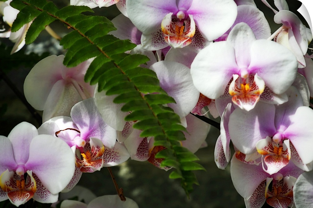 Moth Orchids 2