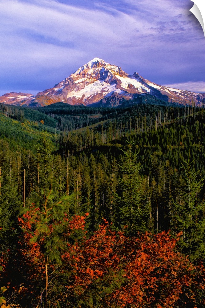 The snowy peak of Mount Hood visible over evergreen forests in Oregon.