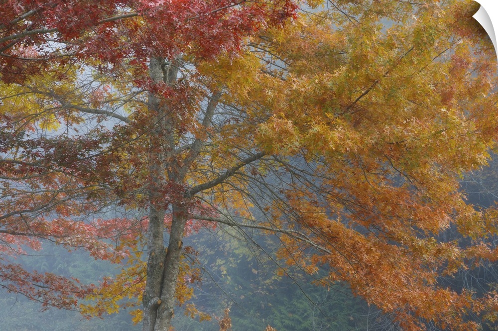Oak trees in fall, Washington, Kitsap County, Seabeck