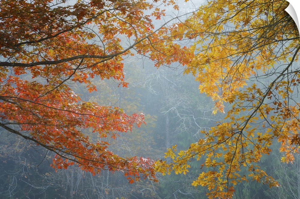 Oak trees on a foggy morning, Washington, Kitsap County, Seabeck