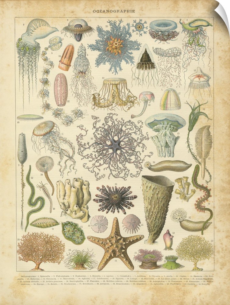 Vintage illustration of a variety of different species of marine life.
