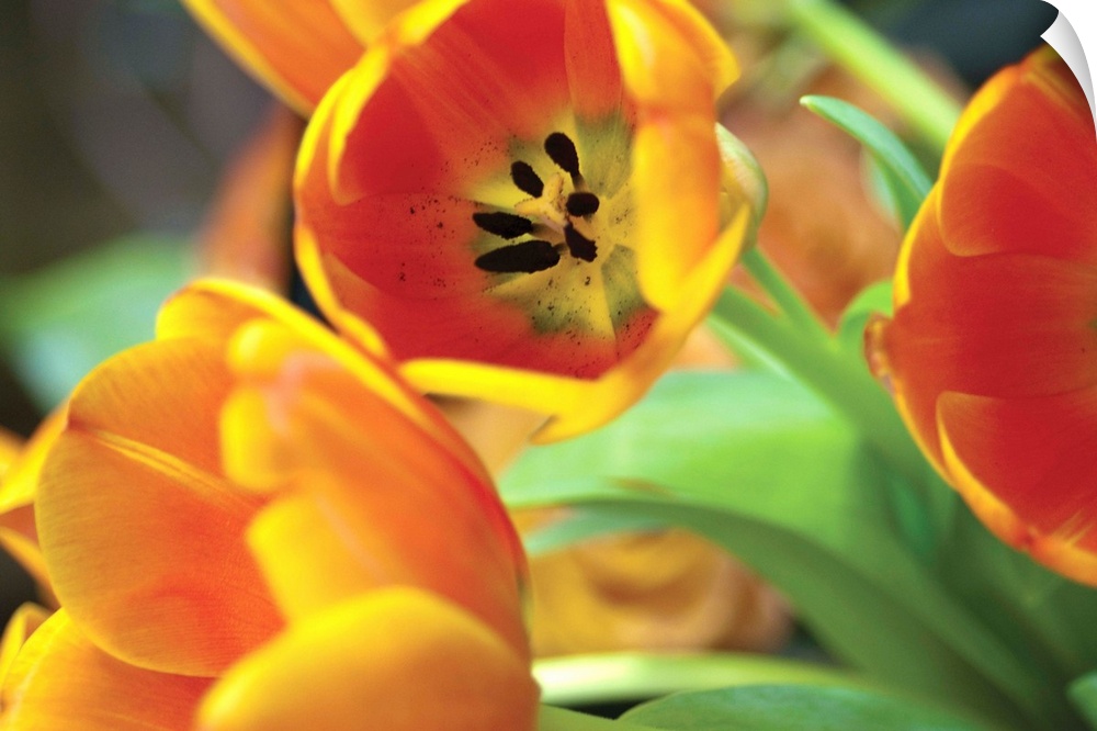 Orange Tulips I