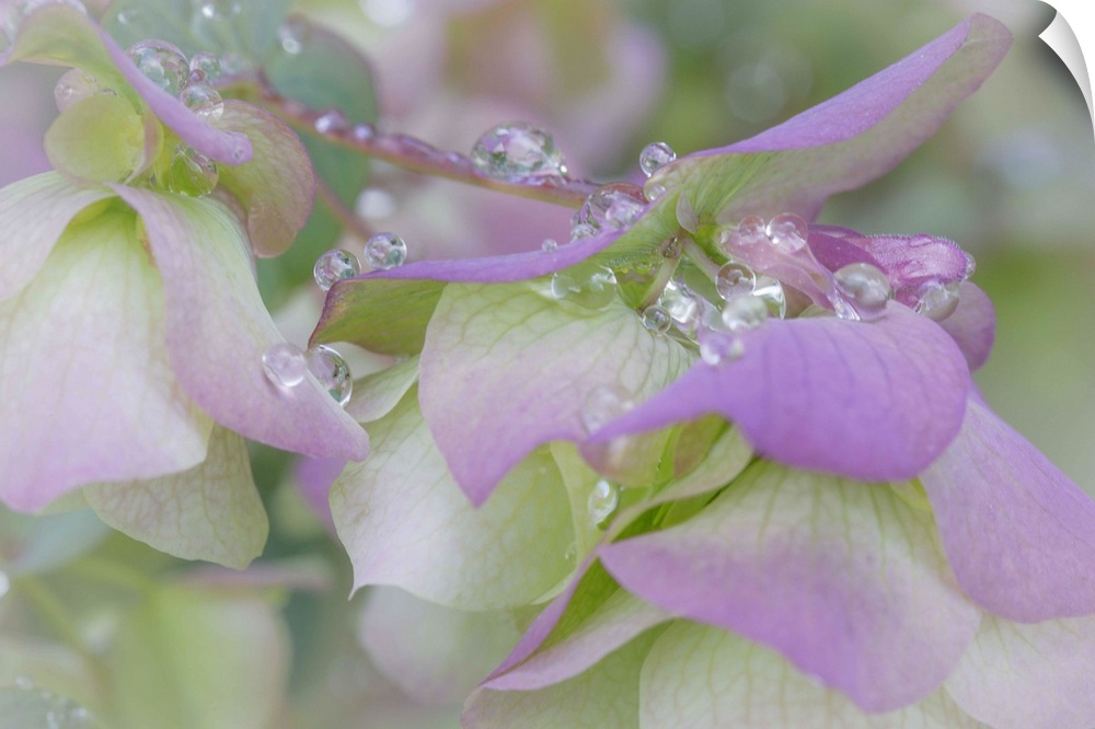Small round water droplets on oregano petals in soft light.