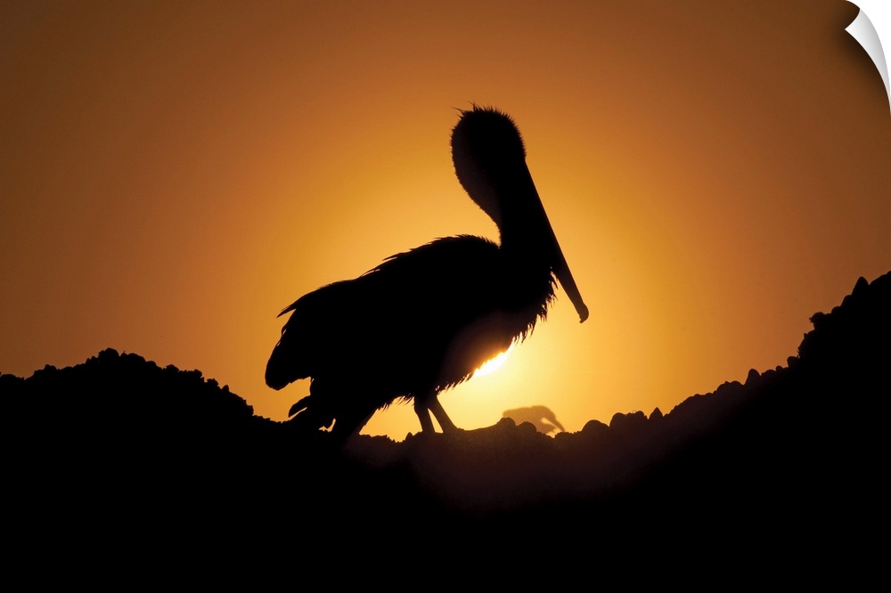 Pelican Silhouette I