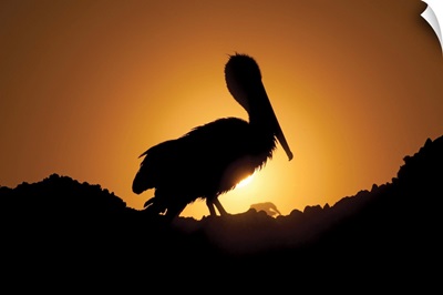 Pelican Silhouette I