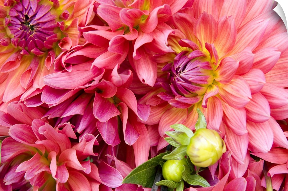 Up-close photograph of pastel colored flowers.