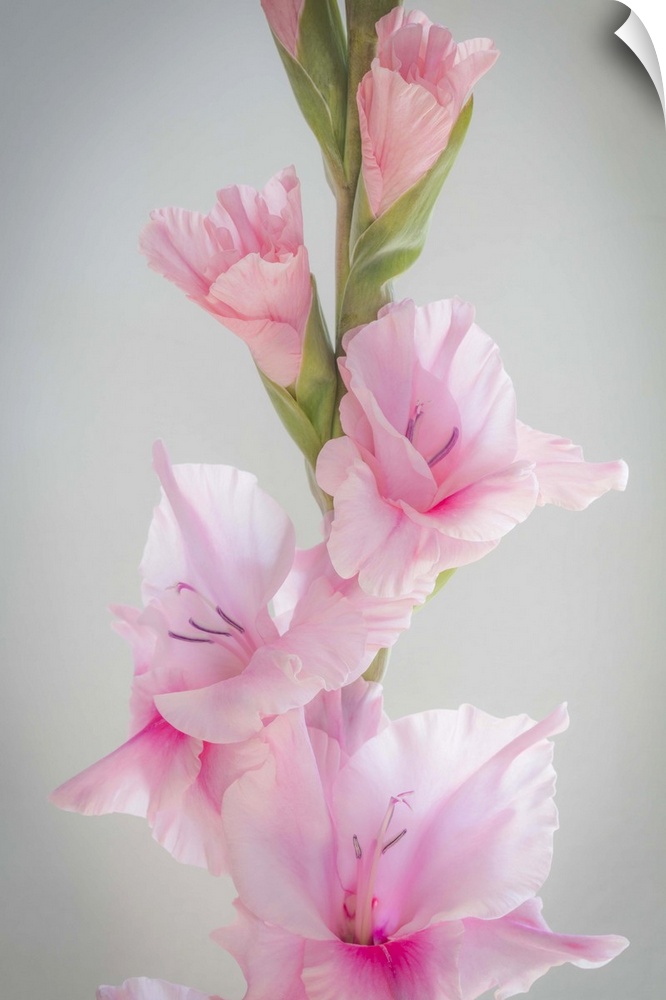 Close up of a pink gladiola flower with green buds.