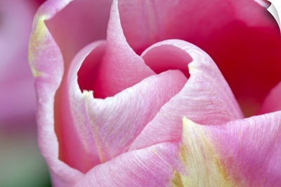 Pink Tulip I