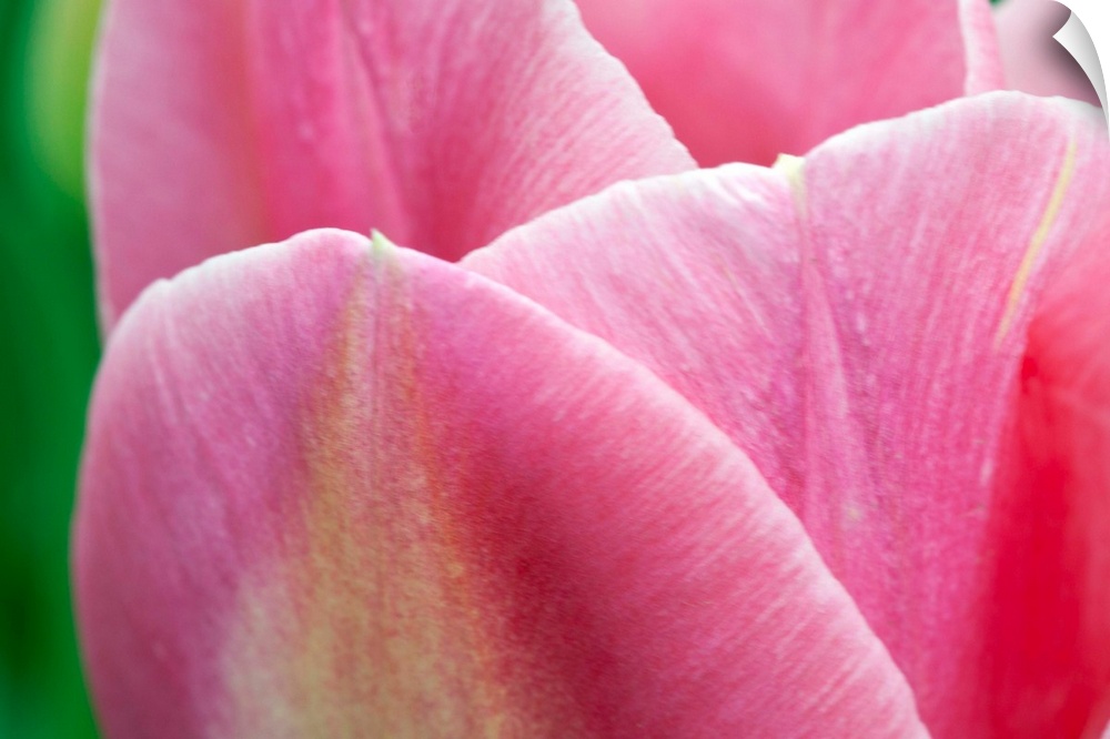 Pink Tulip II