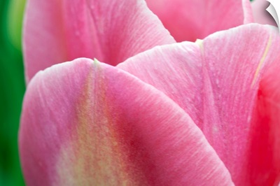 Pink Tulip II