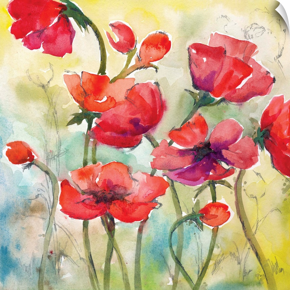 Square watercolor painting of red poppies with hints of purple on a blue, green, and yellow background with light sketches.